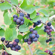 Saskatoon Berry - 'Smoky'