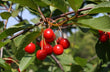 Tart Cherry Seedling (Prunus cerasus)