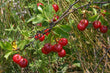 Mongolian Cherry - Prunus fruticosa