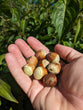 Northern Hybrid Hazelnuts (American/European/Asian Open Pollinated)