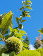 Hybrid Chestnut (West Danby Hybrids)