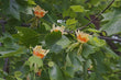 Tulip Tree - Northern Seed Source