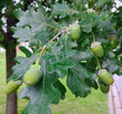 English Oak (Quercus robur)